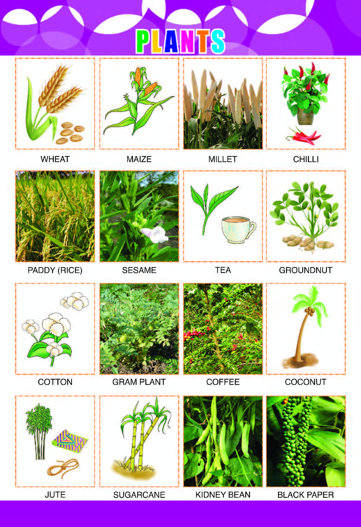 Crops & Useful Plants Learning Poster