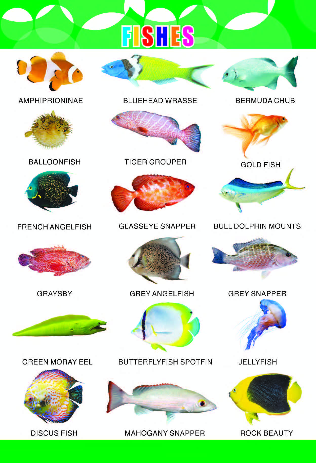 Types of Fish Learning Poster