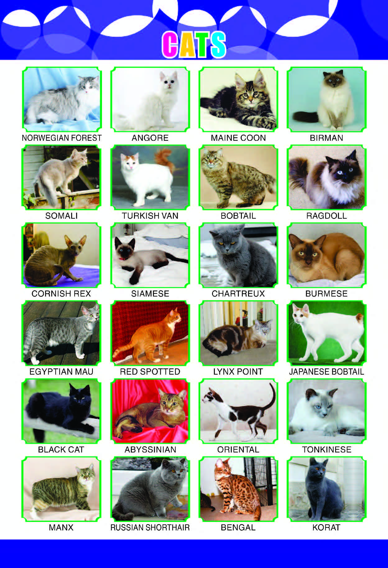 Different Cat Breeds Educational Poster