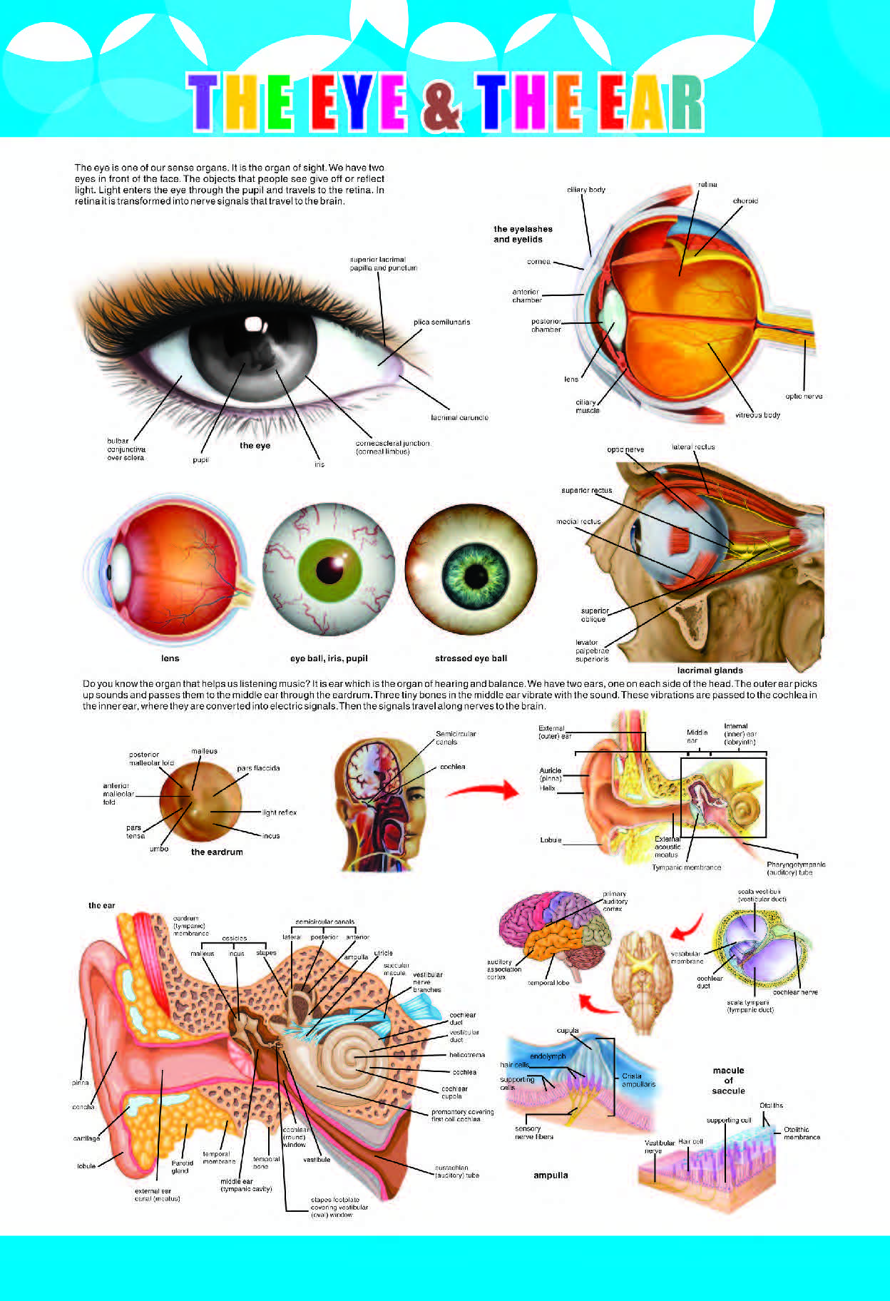The Eye & The Ear Chart for Students