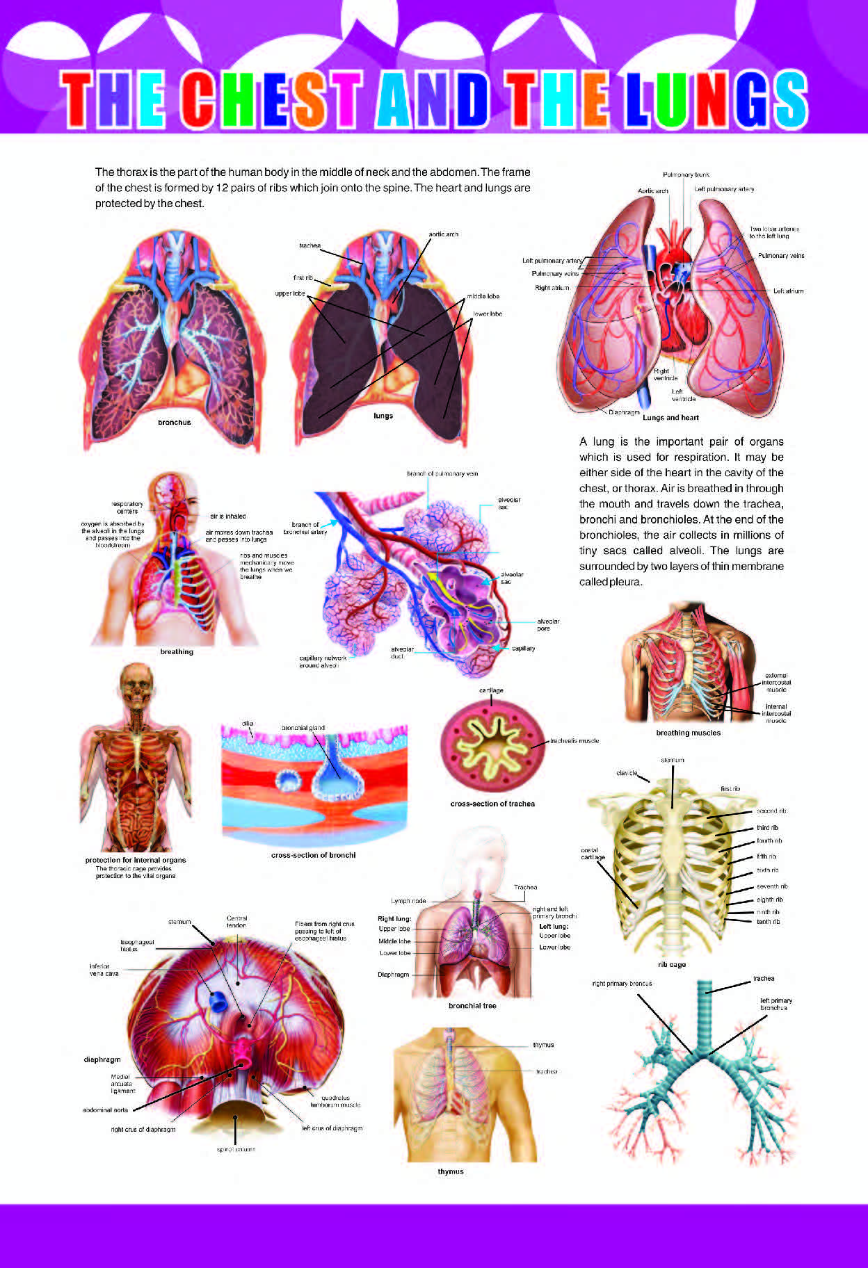 Human Respiratory System Educational