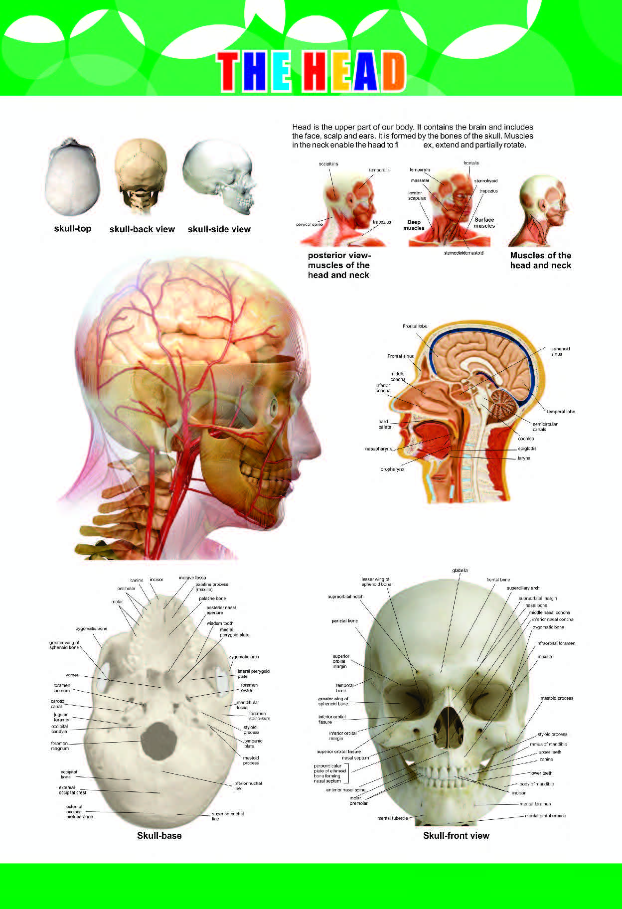 Human Skull, Brain & Anatomy Educational Chart