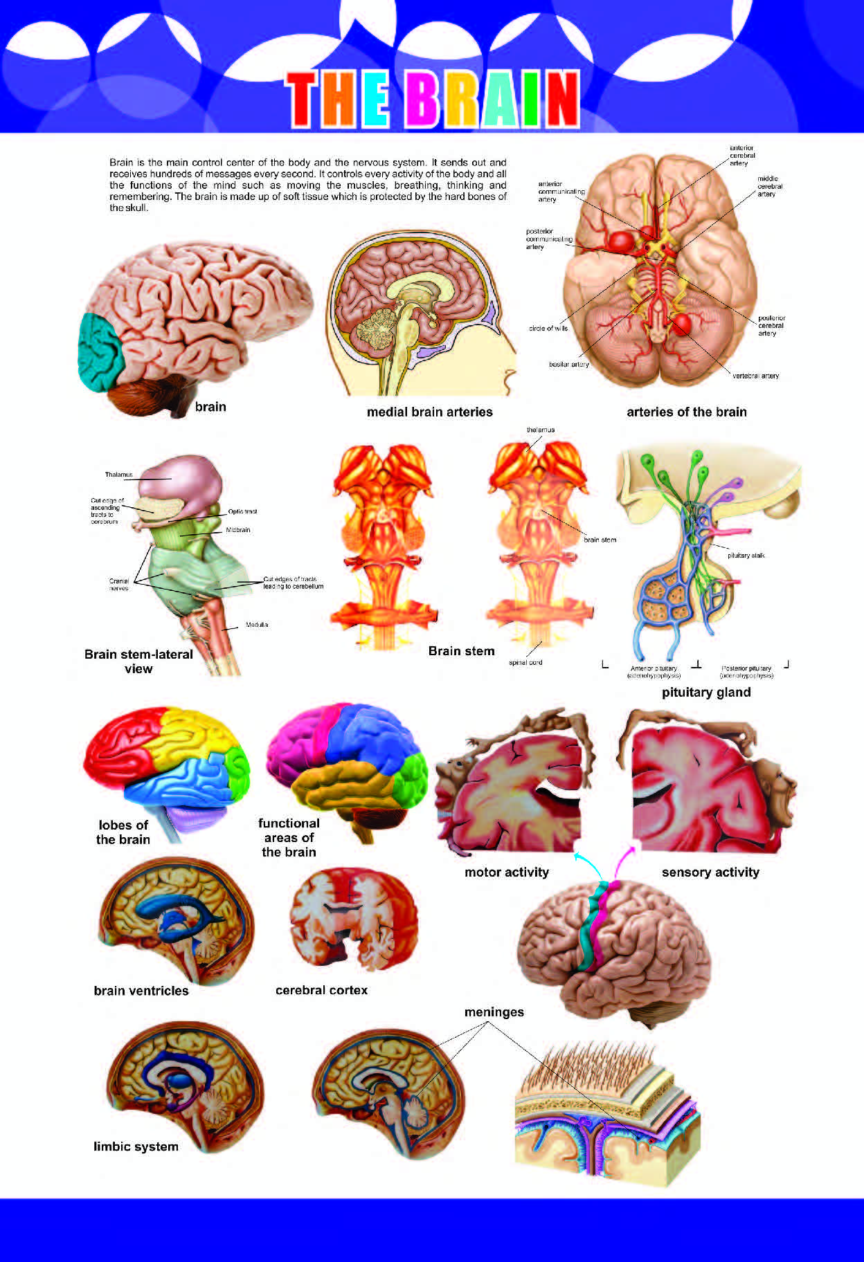 The Brain Chart for Students
