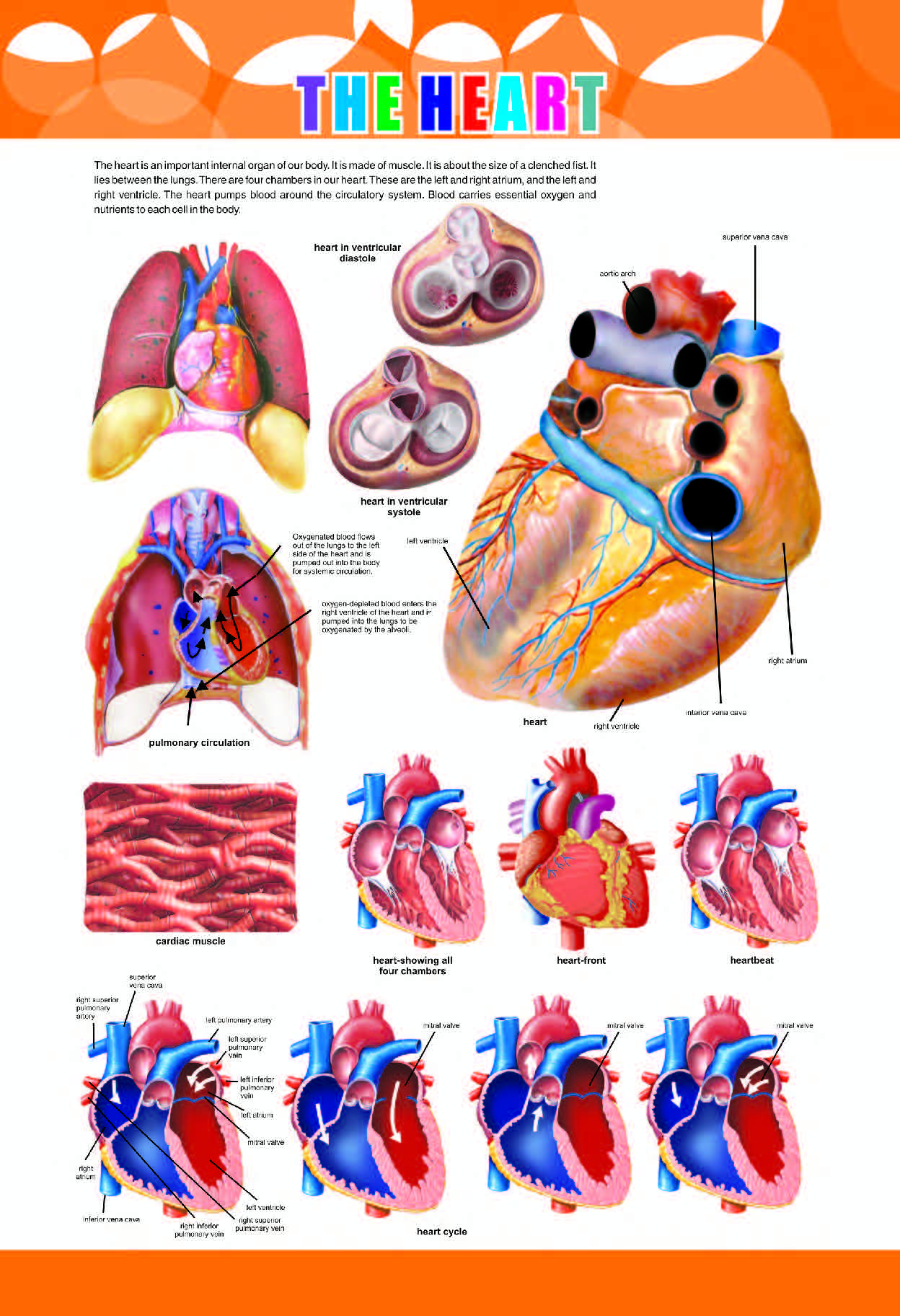 The Heart Chart for Students