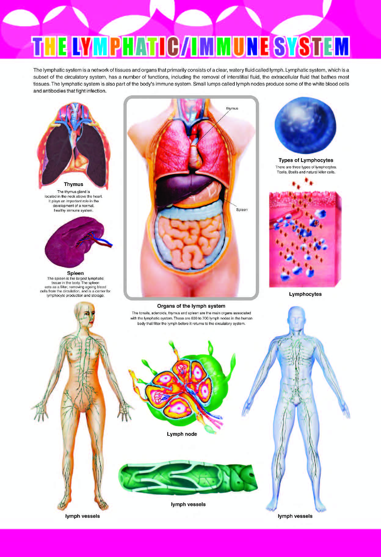 Lymphatic & Immune System Chart