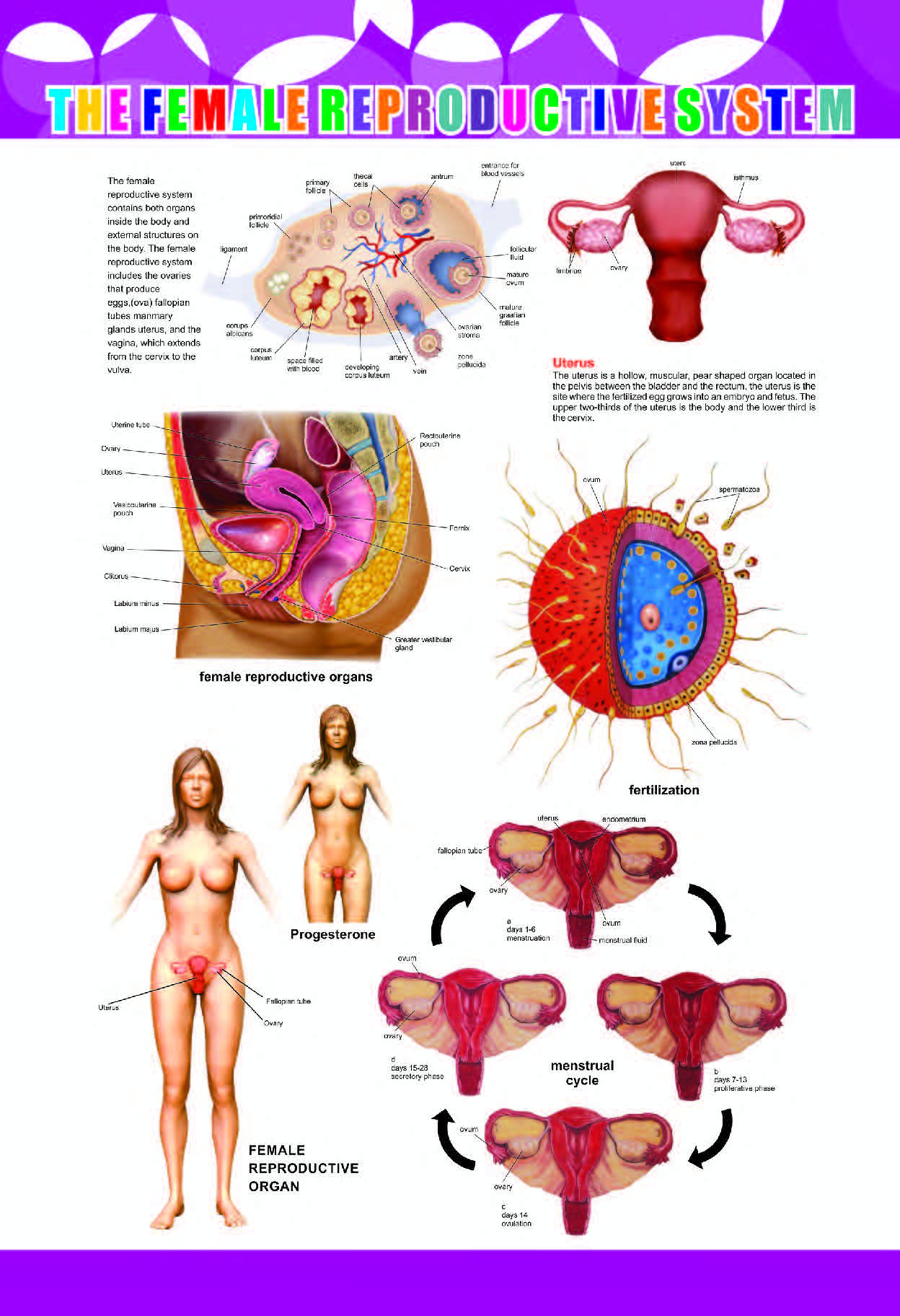 Female Reproductive System Chart