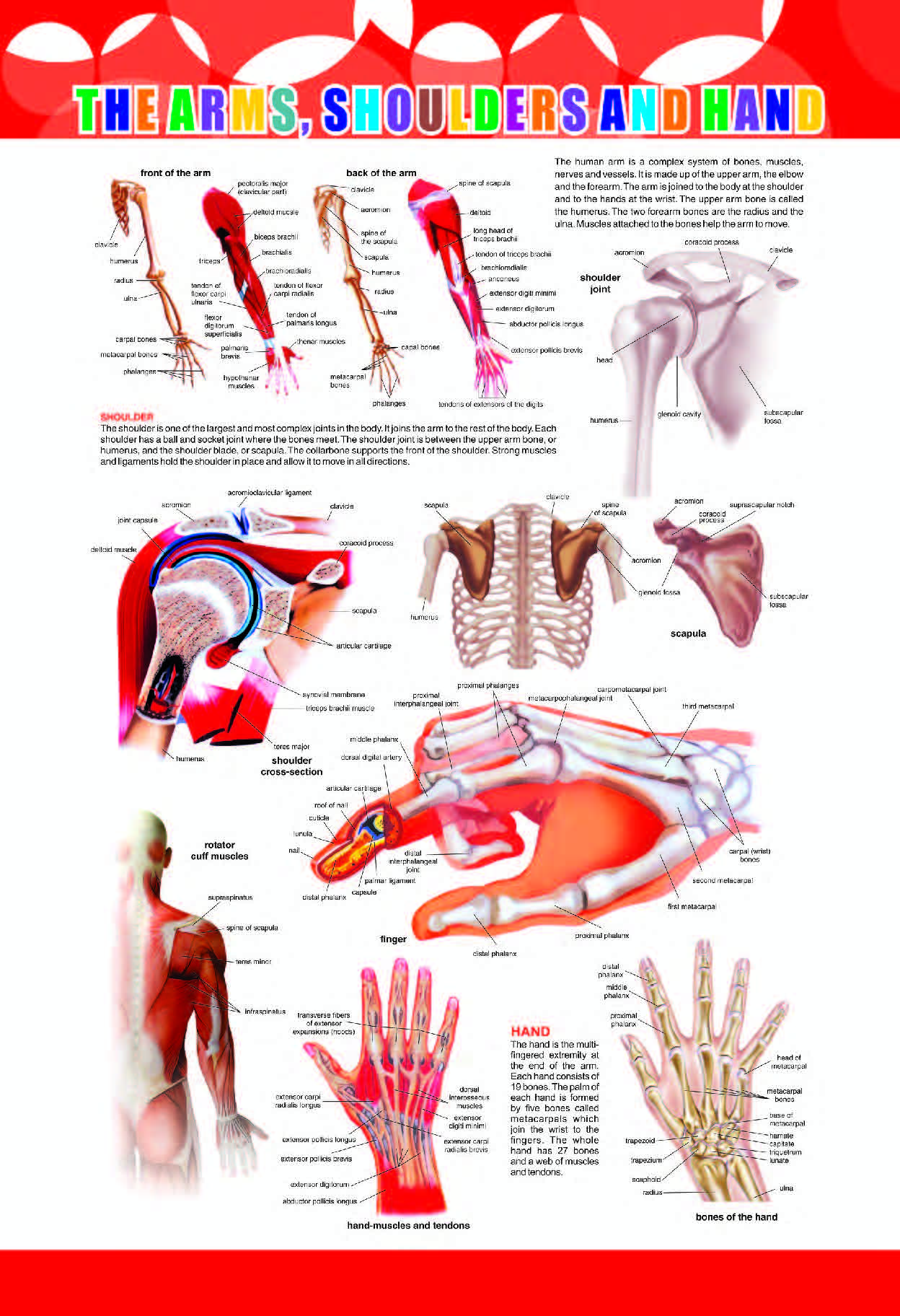 Arms, Shoulders and Hand Chart