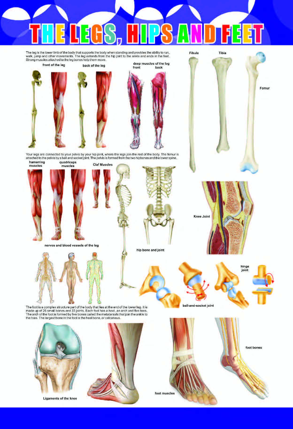 Legs, Hips and Feet Chart