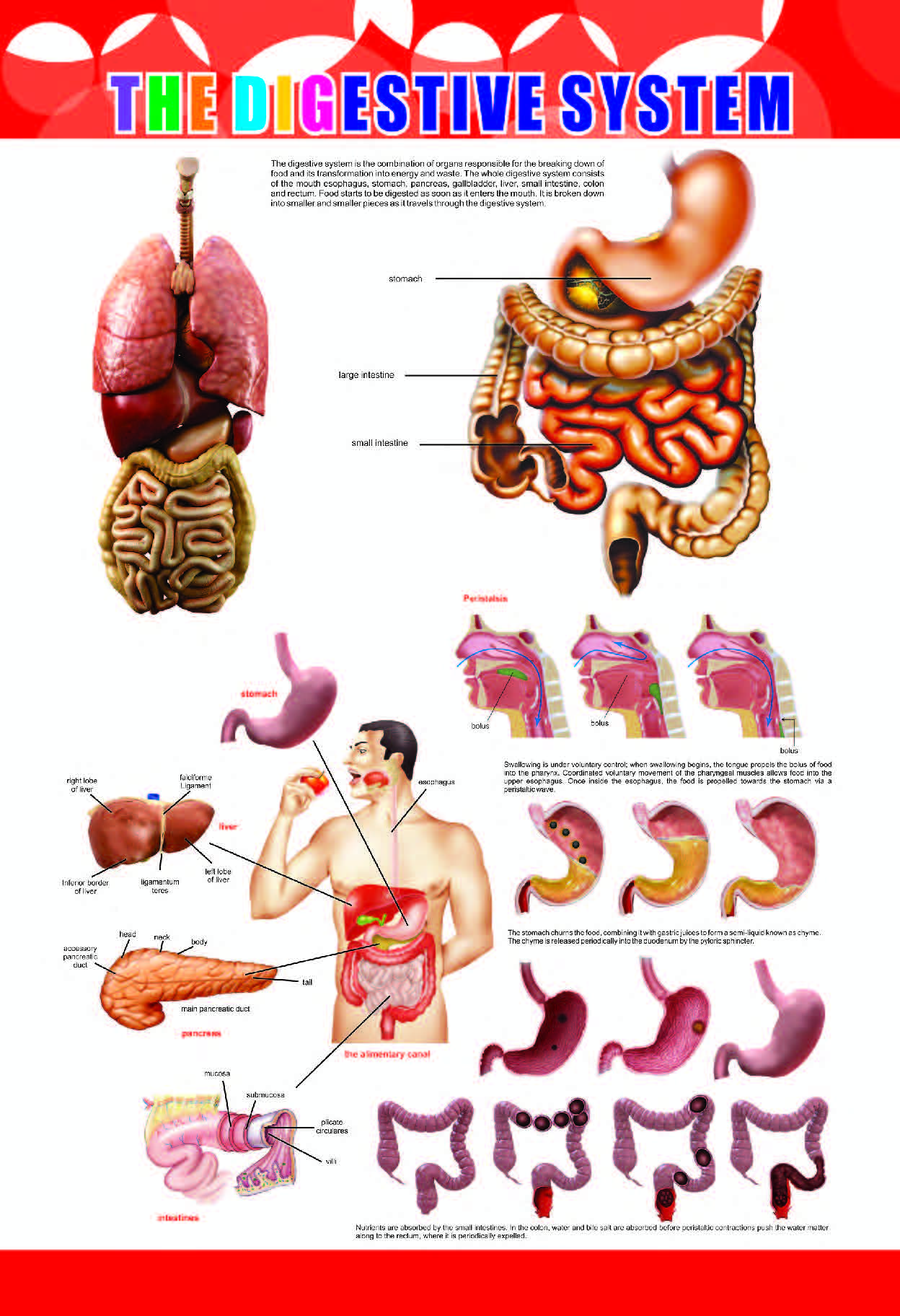 Digestive System Chart