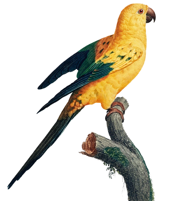 Digital Art work parrot