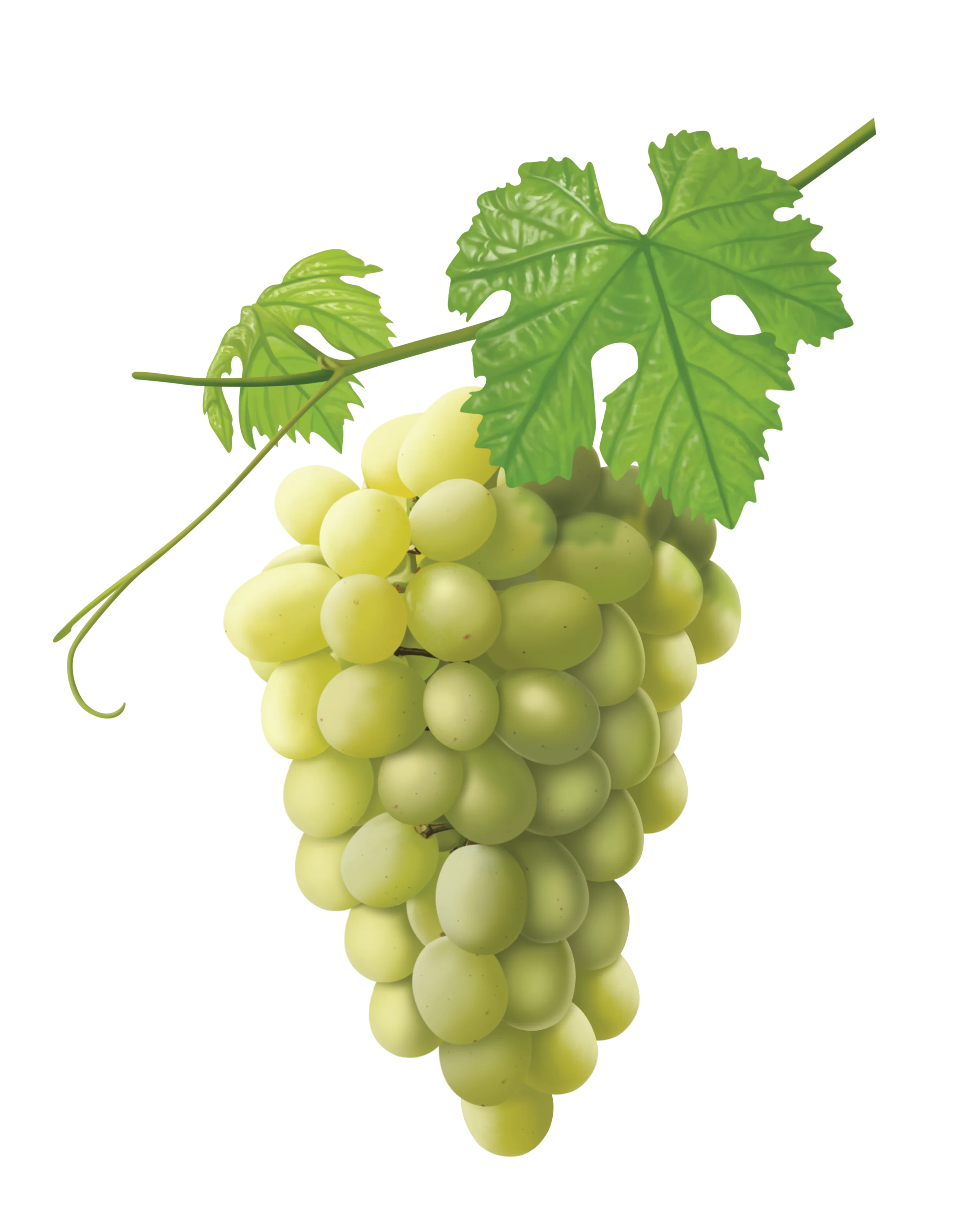 GRAPES