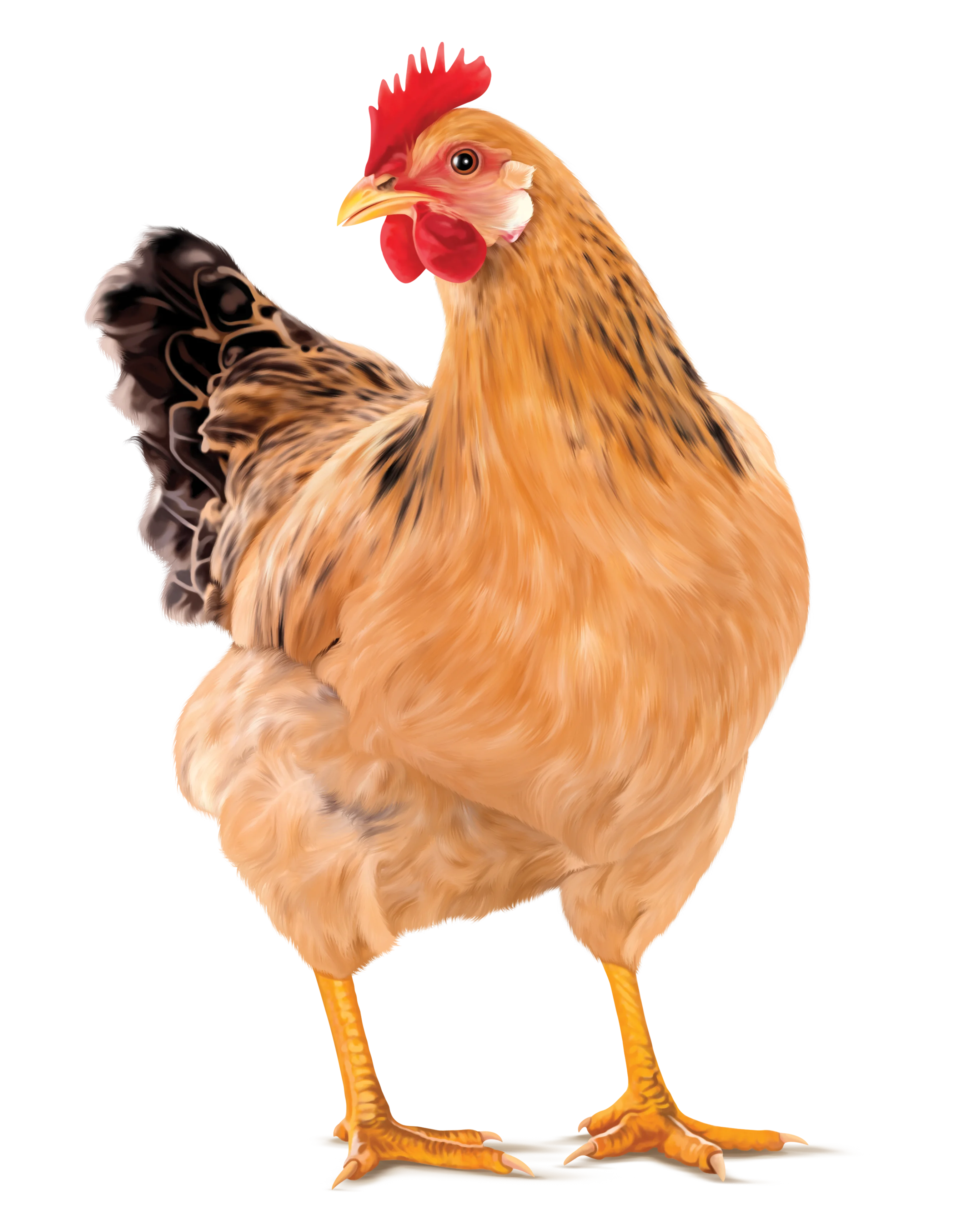 HEN