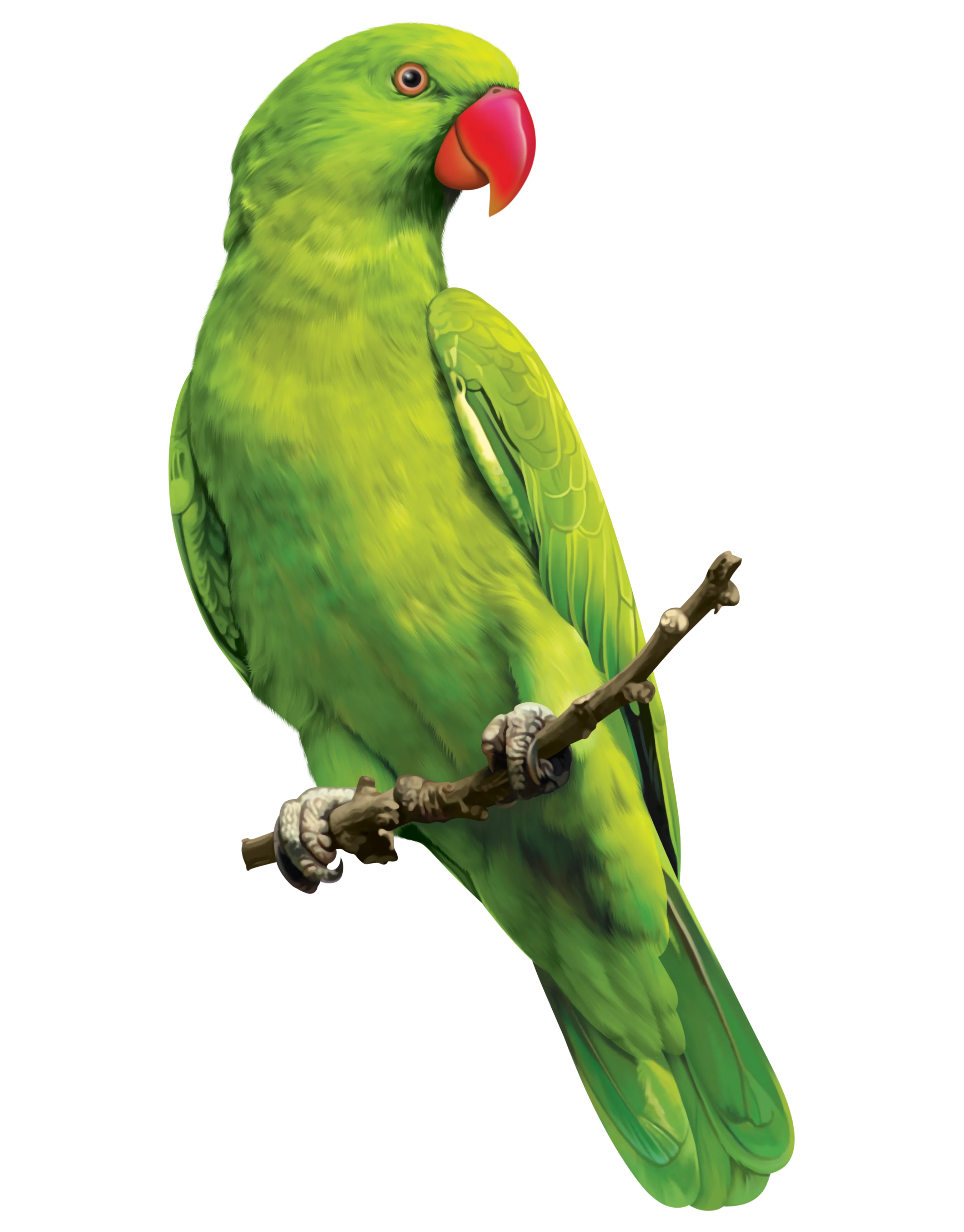 PARROT