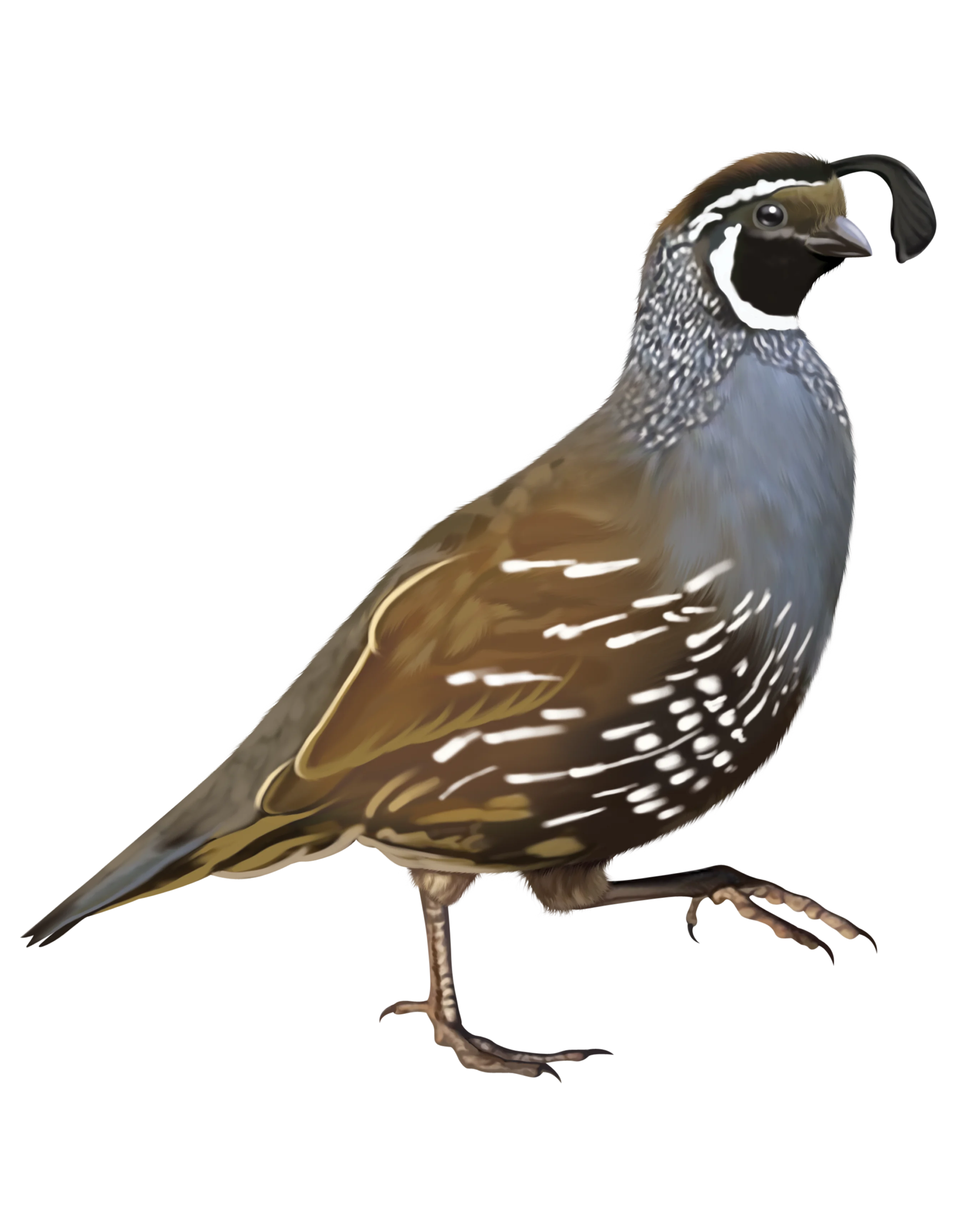 QUAIL