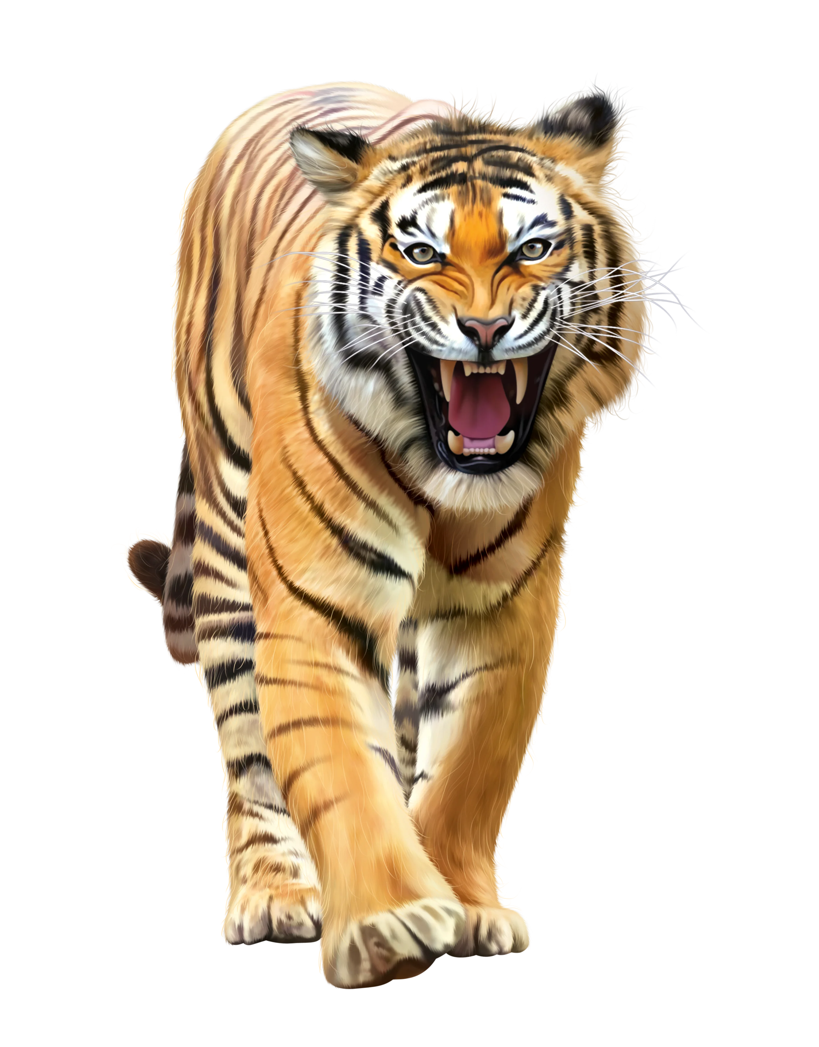 TIGER